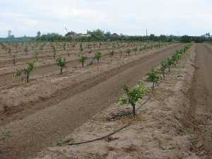 Moderna plantacin de naranjas 