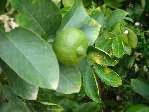 Un limero perfumara nuestro jardn [Naranjas]