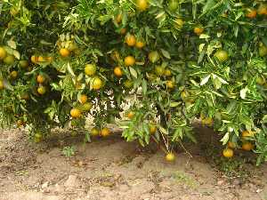 Las naranjas abundan en las faldas de los rboles[Naranjas]