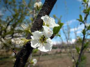 Detalle del flor del ciruelo, variedad "santa rosa"