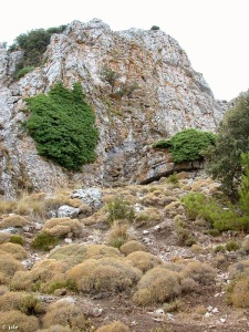 Vertiente norte del Morrn de Totana en Sierra Espua