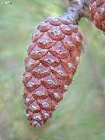 Pia, cono o estrbilo de pino carrasco (Pinus halepensis), el rbol ms representativo de nuestros bosques.Proximidades del Santuario de la Virgen de la Esperanza, Lomas de la Virgen (Calasparra)