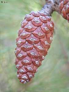 Pia, cono o estrbilo de pino carrasco (Pinus halepensis), el rbol ms representativo de nuestros bosques.Proximidades del Santuario de la Virgen de la Esperanza, Lomas de la Virgen (Calasparra)