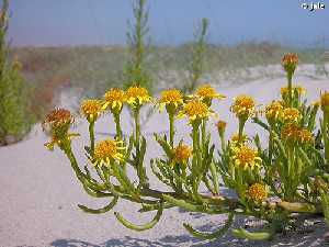 Inula crithmoides, planta tpica de matorrales salinos temporalmente encharcados