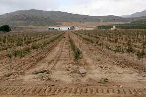 Alquera y olivos en La Paca 