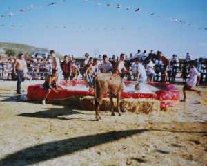 Vaquilla en piscina 