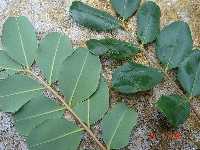 Hojas alternas, verde oscuro en el haz y plido en el envs y pinnadas 