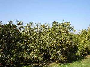 Limoneros en Puente Tocinos (Murcia) 