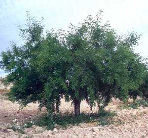 Almendro de regado en el Campo de Cartagena  