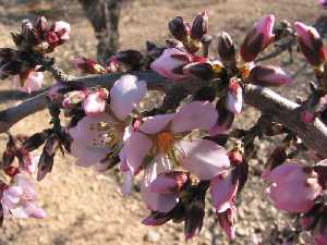 Tempranerica me has salido, como la flor del almendro (Vicente Medina) 