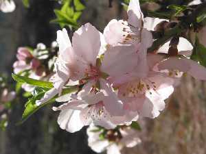 Estambres libres en nmero de 20 a 40 por flor 