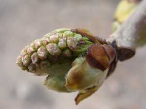 Tamagochi. Brotacin de hoja de morera