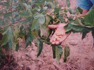 Tamagochi. Moras blancas