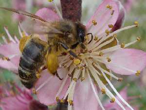 Abejas libando en flores de melocotonero