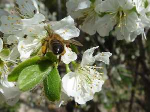 Abejas y miel