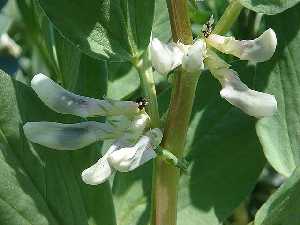 Flores agrupadas en racimos