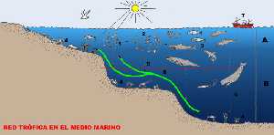 Figura 1. Red trfica en el medio marino. A Zona ftica. B Zona aftica. 1 fitoplancton; 2 zooplancton; 3 necton; 4 bentos; 5 restos orgnicos o detritus; 6 corriente de afloramiento; 7 pesca