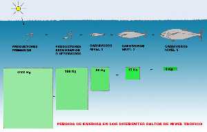 Figura 2. Representacin grfica de la prdida de energa que se produce en el paso de unos niveles trficos a otros 