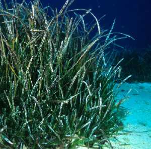 Figura 4. Las fanergamas marinas tienen una gran importancia en la produccin de materia orgnica en las zonas costeras con suficiente luz 