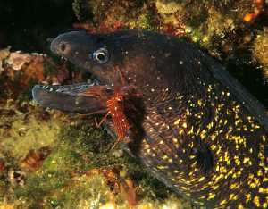 Figura 1. Las gambas limpiadoras retiran los restos de comida molestos de la boce de las morenas y otros peces 