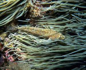 Figura 3. Pez gobio entre los tentculos de una anmona de mar comn 