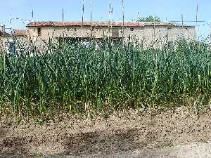 Roal de cebollas en el Rincn de Merino