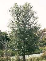 Populus Alba