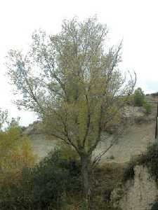 Chopo en la ribera del Ro Segura, en el trmino municipal de Calasparra