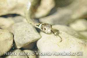 Culebra de collar