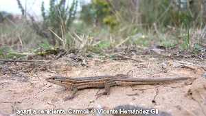 Lagartija cenicienta