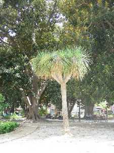 Arboles del Jardn de Floridablanca