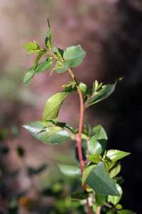 Aladierno. Rhamnus alaternus 