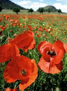 Amapolas en El Altiplano [El Altiplano]