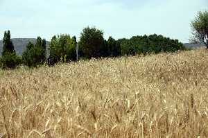 Vista de Campo de Centeno 