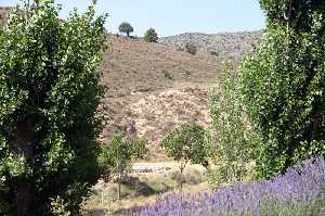 Campo de Lavanda 