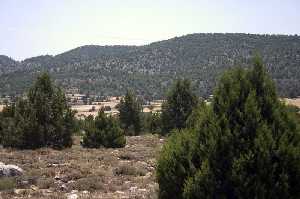 Sabinas de El Sabinar  