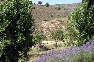 Campos de Lavanda y Rebao de Ovejas 