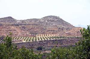 Cultivos y Torre de La Cea 