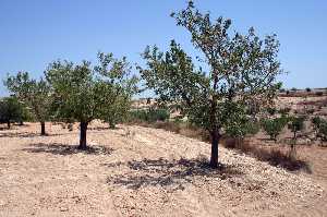 Cultivo de Almendros 