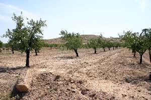 Cultivo de Almendros 