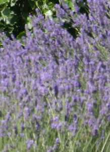 Lavanda [Fuente Librilla]