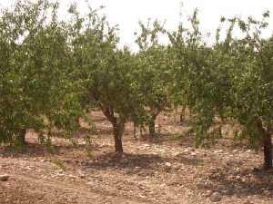 Almendros 