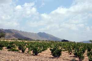 Vista de Campos de Vias 