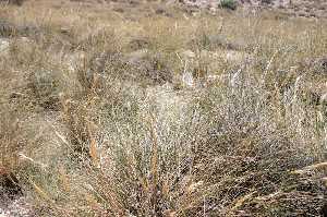 Vegetacin de la Sierra de Pearrubia 