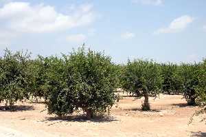 Vista de Plantacin de Granados 