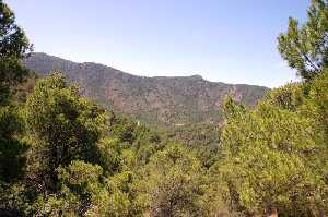 Vegetacin de Sierra de La Pila 