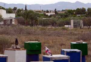 Sociedad de Palomos Deportivos 