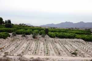 Bancales de frutales de Los Valientes (Molina) 