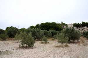 Plantaciones de Olivos con Riego por Goteo 