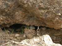 Lagarto ocelado, muy precavido, en su escondrijo. P. R. El Valle y Carrascoy.